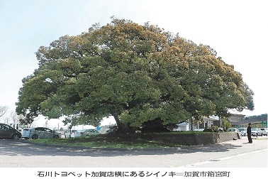 神木寄り添う自動車店
